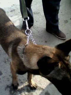 供應(yīng)比利時馬犬