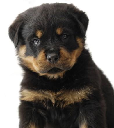 供應(yīng)羅威納犬
