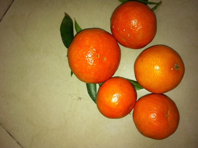 東方紅桔接惠 東方紅桔苗批發(fā)價格