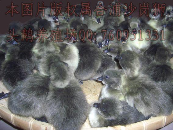 西洋鴨（花鴨）養(yǎng)殖場(chǎng)供應(yīng)-西洋鴨（花鴨）批發(fā)-西洋鴨（花鴨）多少錢-哪里有賣西洋鴨（花鴨）