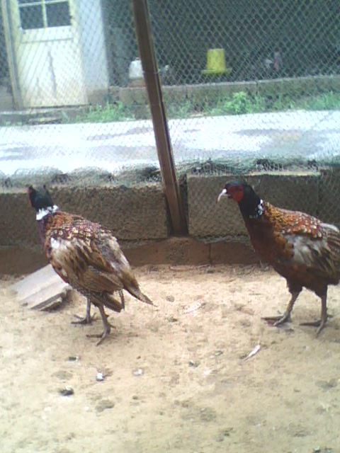 供應(yīng)徐州土雞苗；徐州土鴨苗；徐州土鵝苗；徐州土雞蛋