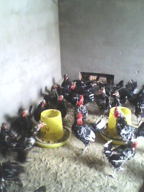 供應(yīng)徐州土雞苗；徐州土鴨苗；徐州土鵝苗；徐州土雞蛋