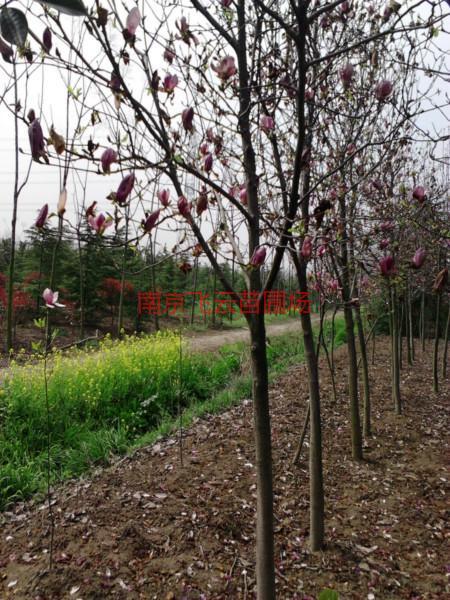 供應(yīng)紅玉蘭樹(shù)價(jià)格