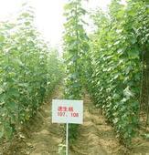 供應(yīng)速生楊價(jià)格