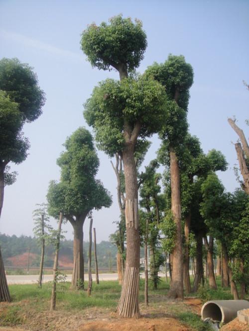 供應(yīng)益陽香樟湖南香樟湯璇德香樟花木苗場基地