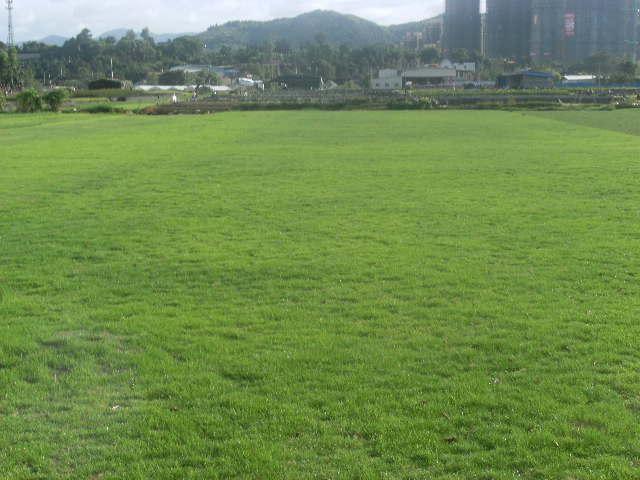 福建草坪馬尼拉圖片
