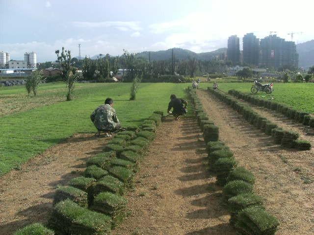 福州 马尼拉草坪批发价格_马尼拉草皮多少钱一平米