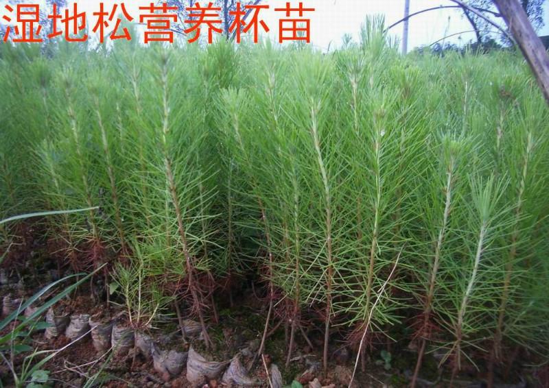 供應(yīng)工程油松看好云浮新興木苗合作社