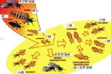 白蚁防治已受到了各国的重视图片