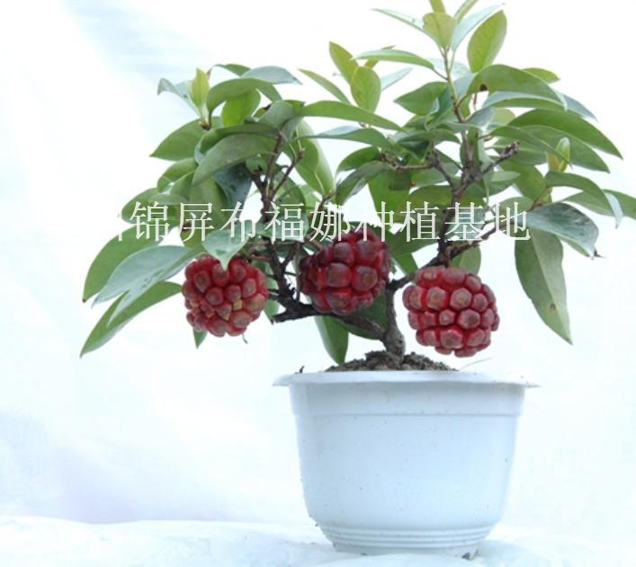 供應(yīng)湖南布福娜苗木供貨商,湖南布福娜苗木批發(fā)商,湖南布福娜苗木價(jià)錢
