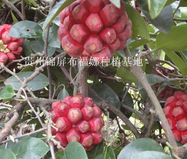 供應(yīng)運城布福娜種苗供貨商，運城布福娜種苗批發(fā)商，運城布福娜種苗價格