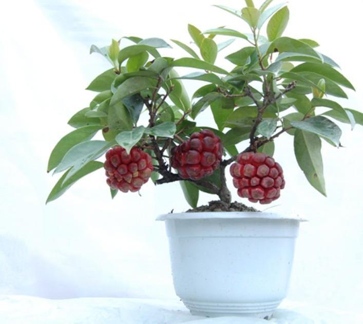 供應(yīng)蘇州布福娜種苗價(jià)錢，蘇州布福娜種苗種植基地，蘇州布福娜種苗種植園