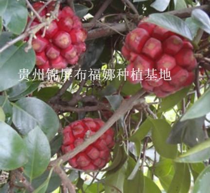 供應株洲布福娜種苗批發(fā)價，株洲布福娜種苗種植基地，株洲布福娜種苗苗圃