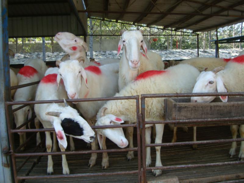 供應(yīng)杜泊綿羊杜寒雜交羊杜泊綿羊羔