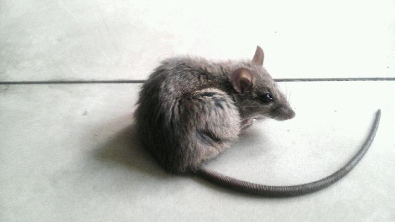 供應(yīng)泰安滅螞蟻泰安滅蟑螂滅老鼠滅四害