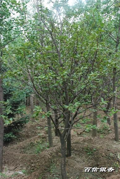 供应各种规格果树苹果树桃树杏树樱桃树山桃树杏树柿子树山杏树苹果树图片