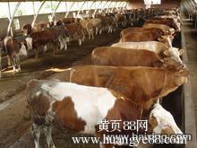 供應夏洛萊小牛犢價格 利木贊小牛犢價格