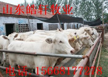 供應(yīng)洛陽西門塔爾的價格