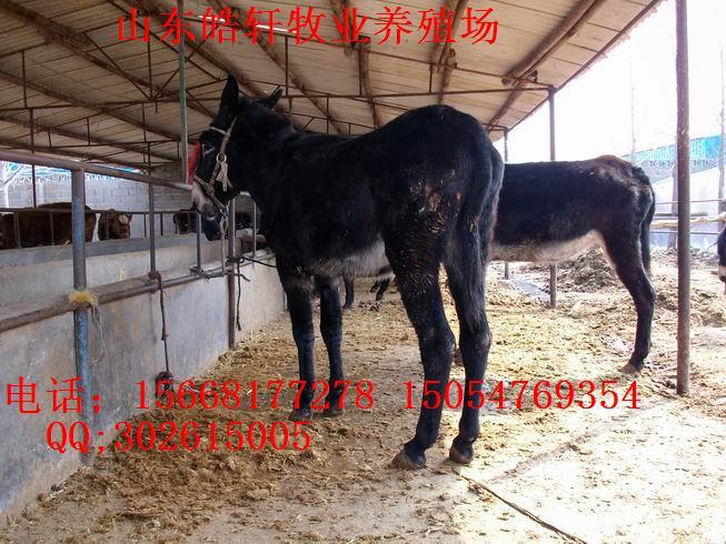 供應(yīng)德州驢肉驢西門塔爾小尾寒羊