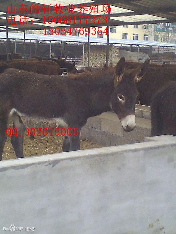 供應(yīng)肉驢價格提供德州驢三粉驢養(yǎng)殖技術(shù)