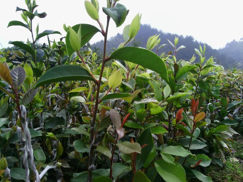 供應(yīng)高產(chǎn)軟枝油茶苗公司，高產(chǎn)軟枝油茶苗廠家，高產(chǎn)軟枝油茶苗批發(fā)