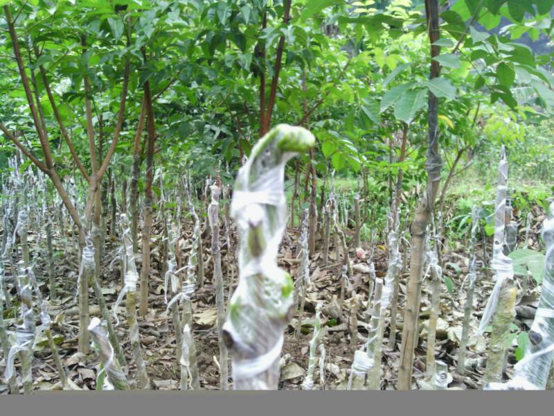 供應(yīng)烏橄欖嫁接苗專業(yè)生產(chǎn)商