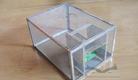 東莞滅鼠公司電話13549408028 東莞滅鼠公司價(jià)格