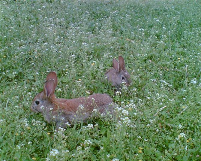 湖南種兔獺兔比利時(shí)兔種兔哪有供應(yīng)
