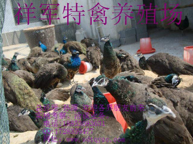 供應(yīng)鄭州市純種*出售