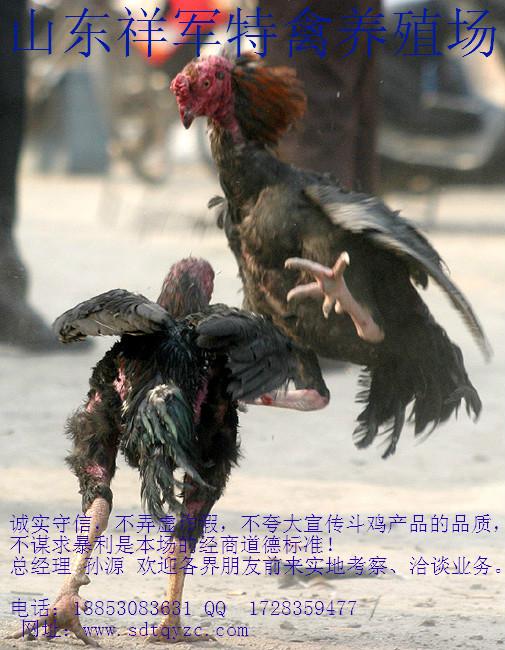 供應(yīng)麻栗坡縣2014*純種斗雞價(jià)格