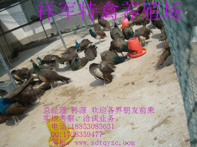 供應(yīng)西吉縣哪里有賣*的