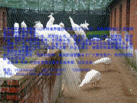 供應(yīng)永寧縣哪里有賣(mài)*的