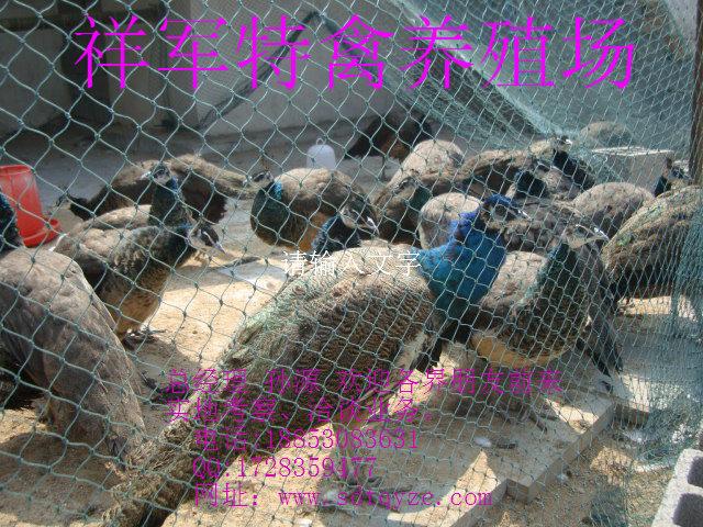 供應(yīng)靈武市哪里有賣*的