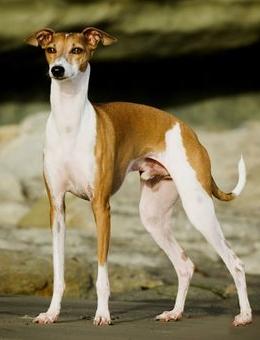 供應(yīng)靈提獵兔犬.那里有賣靈緹格力的.純種靈緹犬出售