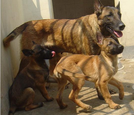 供應(yīng)常年出售馬犬