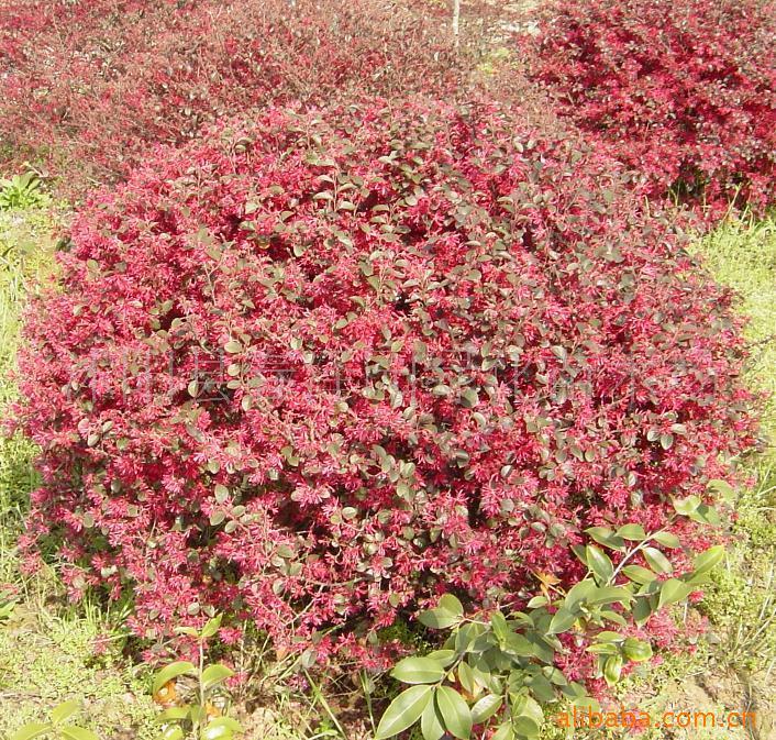 龍柏柱西府海棠圖片/龍柏柱西府海棠樣板圖 (2)