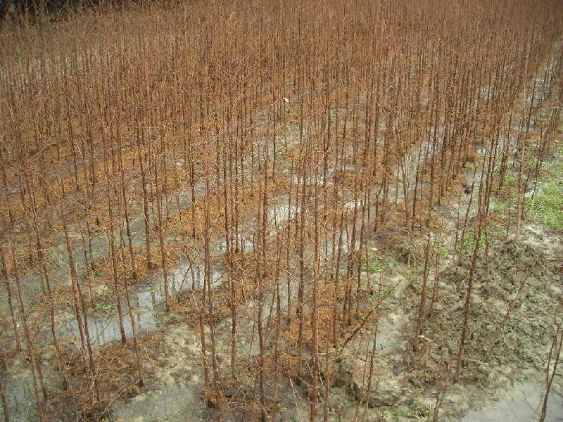 供應(yīng)一年生水杉樹苗