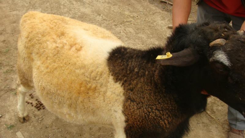 山東三元雜交牛 泰安有三元雜交牛嗎 濱州是否有三元雜交牛賣(mài)