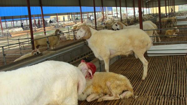 山東供應(yīng)* 德州是否有* 泰安*