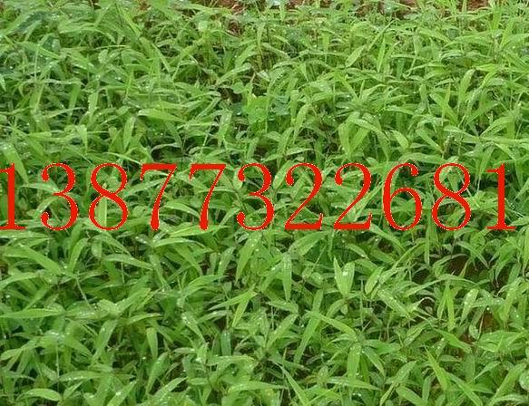 供應(yīng)桂林毛竹，桂林毛竹價(jià)格，桂林毛竹苗批發(fā)優(yōu)惠價(jià)格