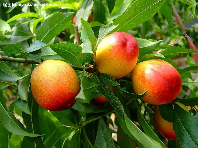 油桃圖片/油桃樣板圖 (2)