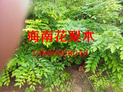 供應(yīng)花梨木苗價(jià)格