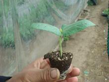 供應(yīng)豆角苗