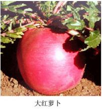 供應(yīng)東北紅蘿卜批發(fā)