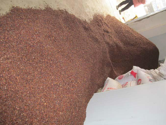 供應(yīng)河南木瓜種子/木瓜種子