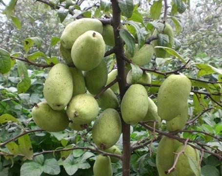 供應(yīng)占地用苗木瓜苗