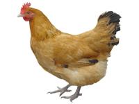 供應(yīng)徐州土雞蛋