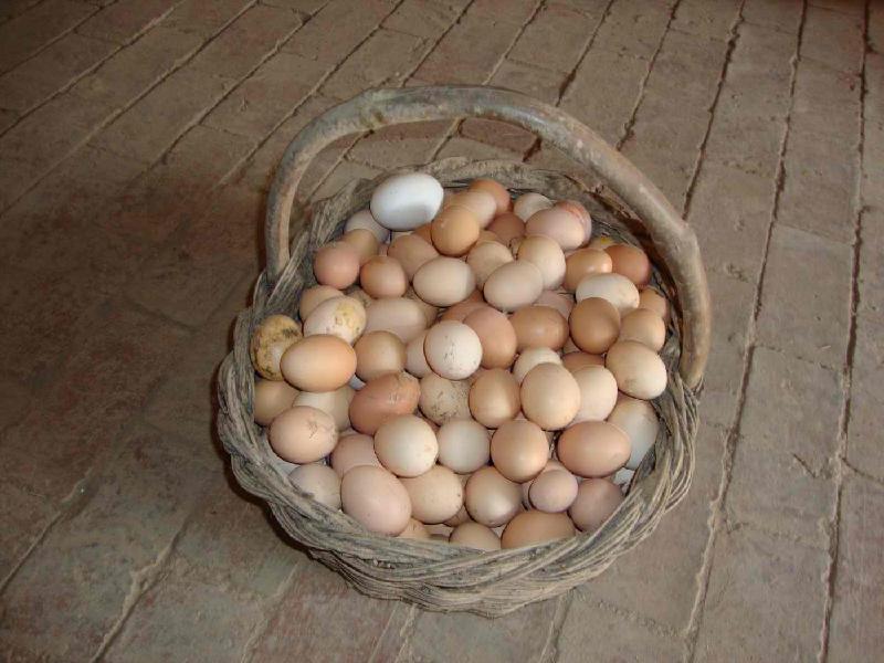 供應(yīng)徐州土雞蛋