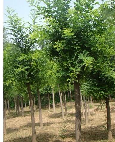 保定國槐批發(fā)圖片/保定國槐批發(fā)樣板圖 (3)