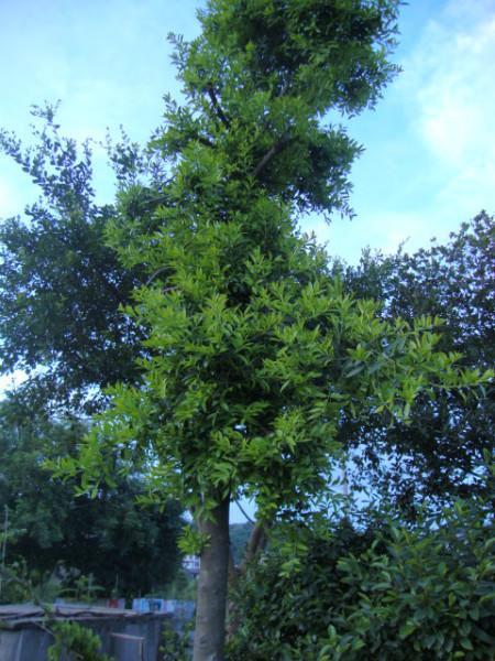 供應(yīng)重陽木批發(fā)價格銷售貨源充足 重陽木苗木基地